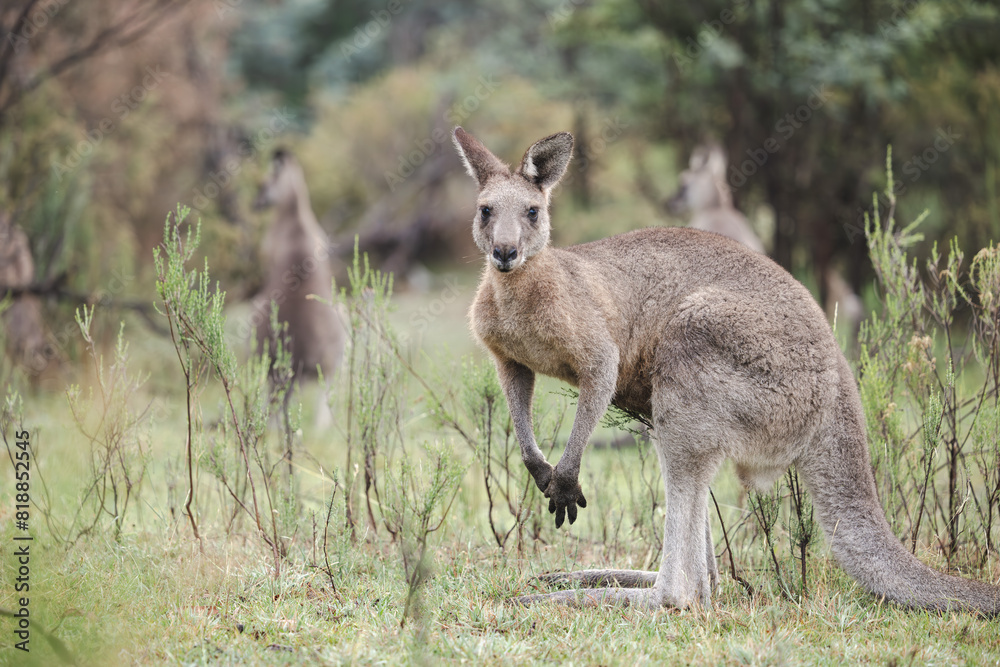 Wild kangaroos grazing in the historic gold mining town of Hill End Wild kangaroos grazing in the historic gold mining town of Hill End