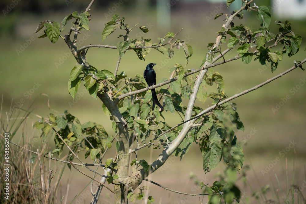 Black drongo perched on a tree branch. Black drongo perched on a tree branch.