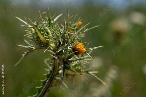 Close up of the yellow flower of the Spotted Golden Thistle scientific name Scolymus maculatus growing in northern Israel. 
