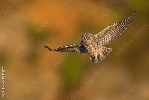 Young little owl (Athene noctua) is flying with prey.