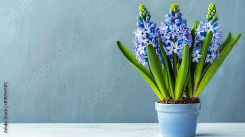 Beautiful blooming hyacinth plants on light background photo