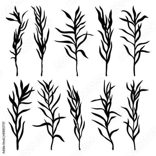 Tarragon plant silhouette stencil templates