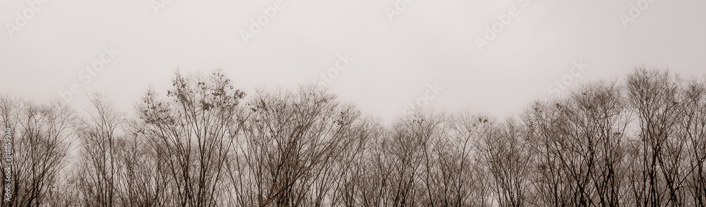 Tree gloomy day Tree gloomy day