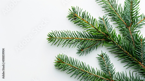 Beautiful Christmas tree branch on white background