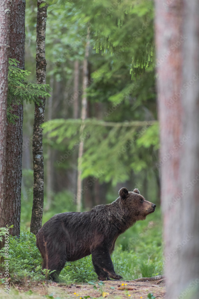 Brown bear - close encounter with a wild brown bear eating in the forest and mountains of the Notranjska region in Slovenia