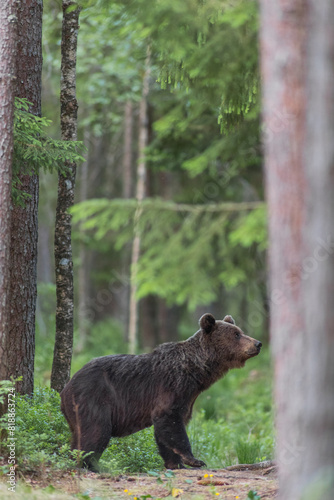 Brown bear - close encounter with a wild brown bear eating in the forest and mountains of the Notranjska region in Slovenia