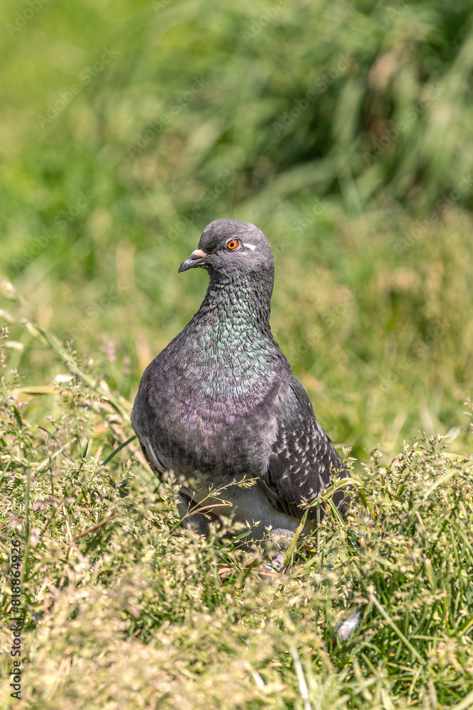 Pigeon in the grass. A wooden bird feeder on a tree. Green background. Chasing pigeons. Feed the birds. Clean feathers. Peck from the ground. Bird kingdom. Young crow. City birds near the bird feeder Pigeon in the grass. A wooden bird feeder on a tree. Green background. Chasing pigeons. Feed the birds. Clean feathers. Peck from the ground. Bird kingdom. Young crow. City birds near the bird feeder