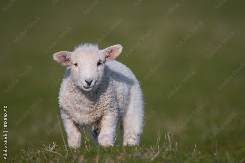 cute little lamb on fresh spring green meadow during sunrise cute little lamb on fresh spring green meadow during sunrise