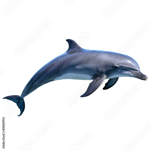 dolphin isolated on transparent background