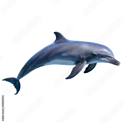 Obraz dolphin isolated on transparent background