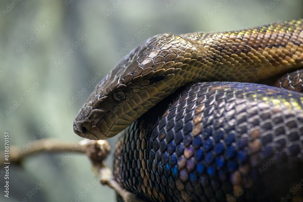 Fototapeta premium close up of a snake