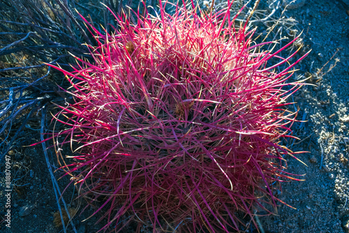Desert barrel cactus (Ferocactus cylindraceus) - close-up of a red spine cactus in a desert landscape in Joshua Tree National Park, California photo