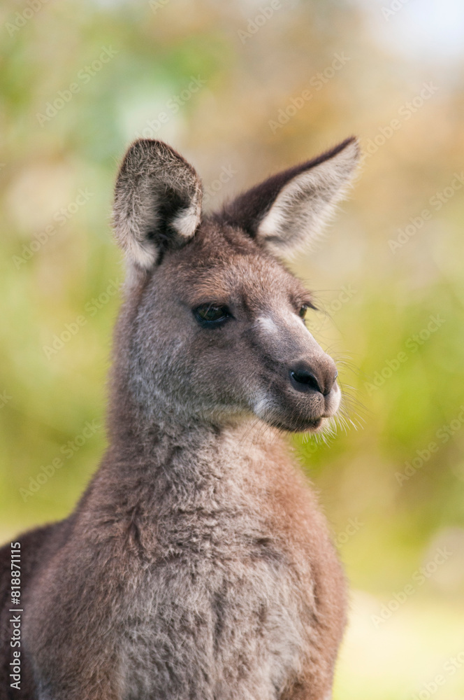 Kangaroo portrait Kangaroo portrait