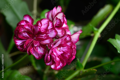 Motley: red, pink and white pelargonium flowers. Blooming geranium. Decorative flowering houseplant.