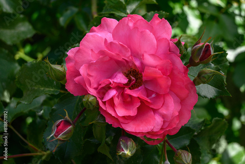 A bush of pink roses in a spring or summer ornamental garden. Decorative garden.