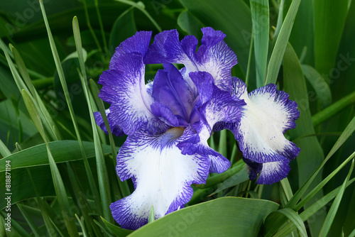Motley: blue and white iris flower. Blooming garden iris. Decorative flowering garden plant.
