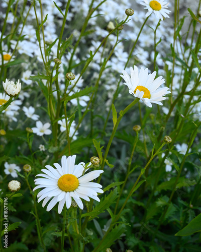 Wild daisy flowers. White chamomiles on green grass background. Summer wildflowers.