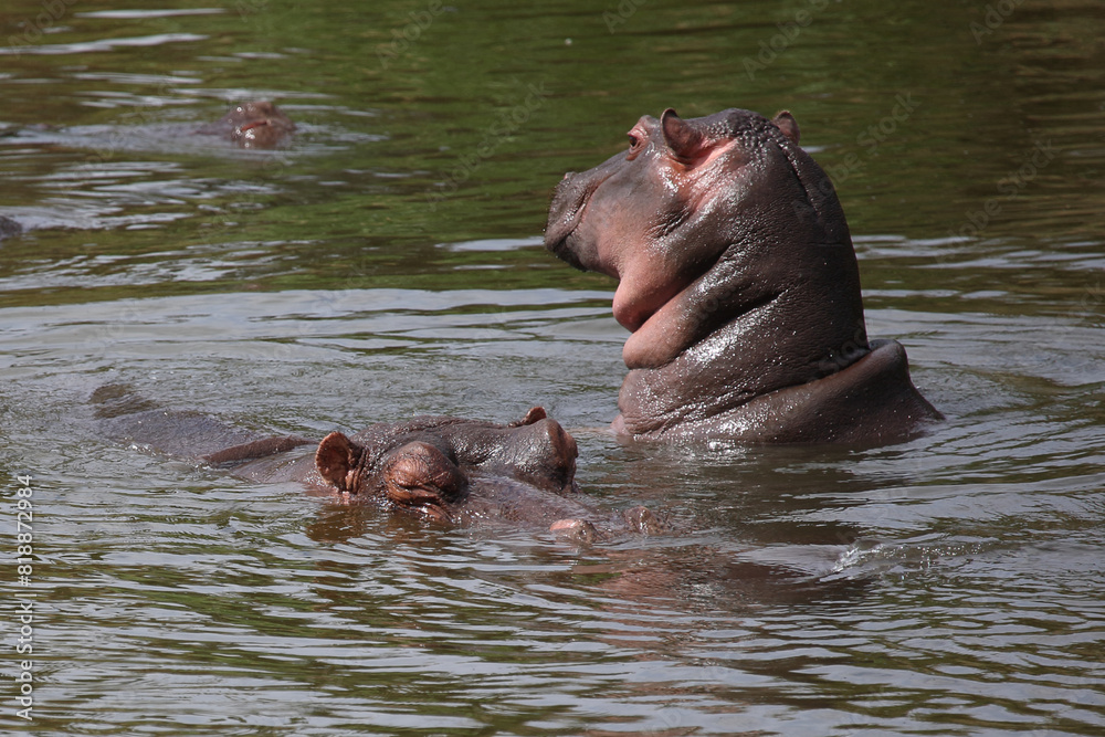 Fototapeta premium Flußpferd / Hippopotamus / Hippopotamus amphibius