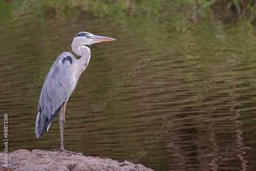 Afrikanischer Graureiher   Grey heron   Ardea cinerea