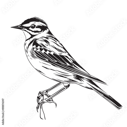 Skylark in cartoon, doodle style. Image for t-shirt, web, mobile apps and ui. Isolated 2d vector illustration in logo, icon, sketch style, Eps 10. AI Generative