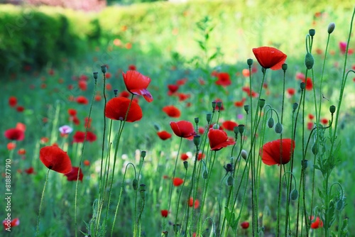 식물원 풍경, 빨간 꽃양귀비 