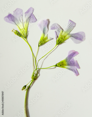 Oxalis flower. Dried buds on white background photo