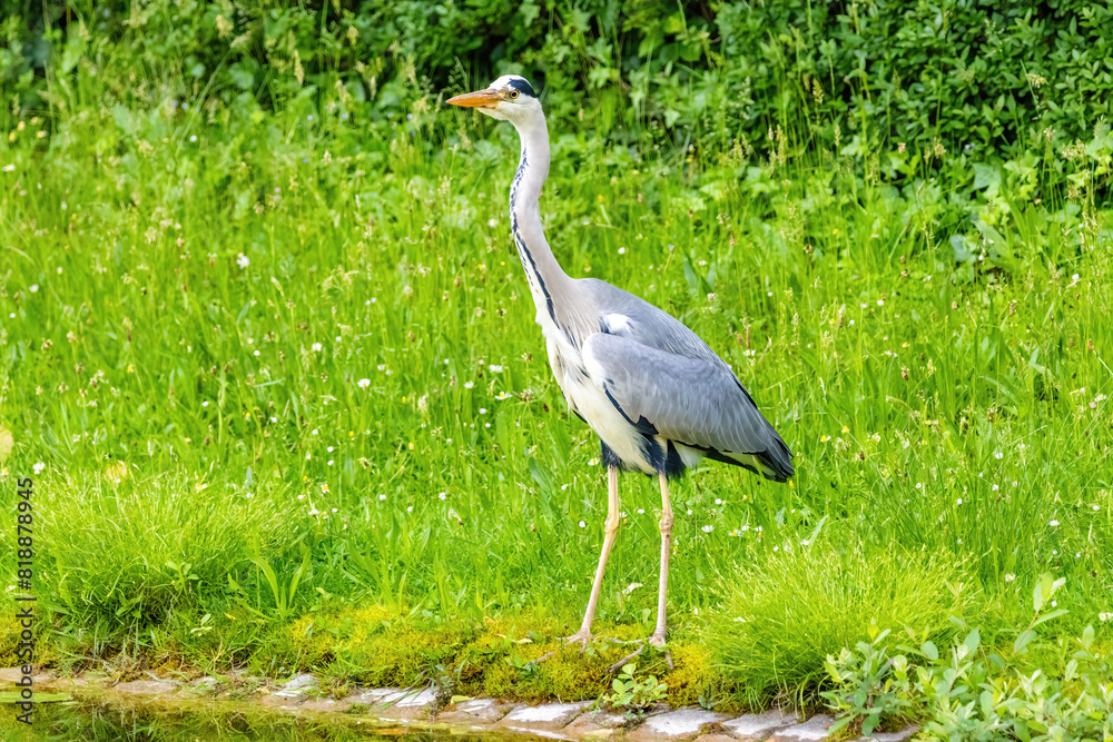 Fototapeta premium Grey heron with a long neck stands in a grassy field