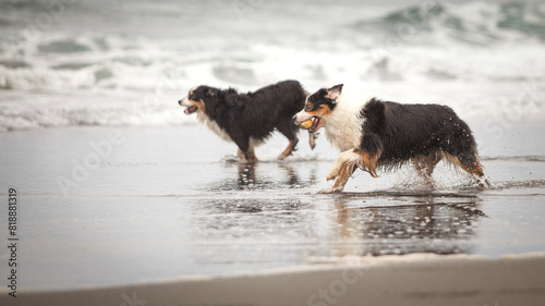 Slika na platnu Australian Shepherd dogs running happily along the beach shore