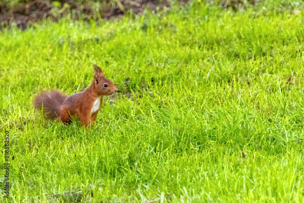 A small brown squirrel is walking through a grassy field