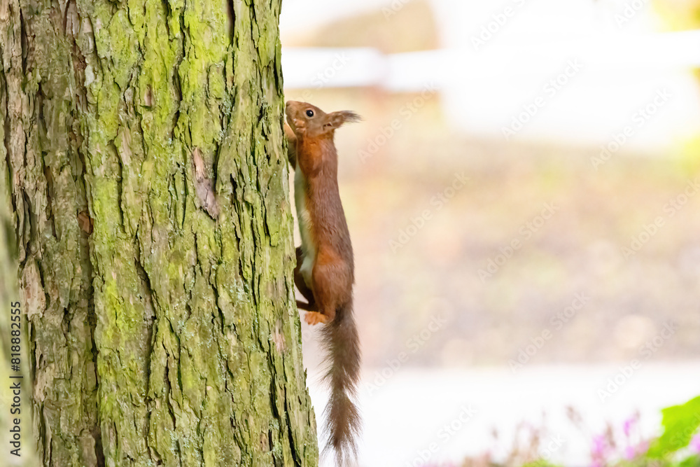 cute young squirrel portrait on tree at park, wildlife cute young squirrel portrait on tree at park, wildlife