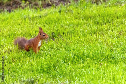 A small brown squirrel is walking through a grassy field © Visualmedia