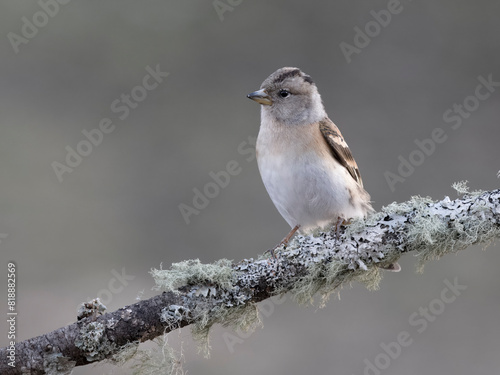 Brambling, Fringilla montifringilla photo