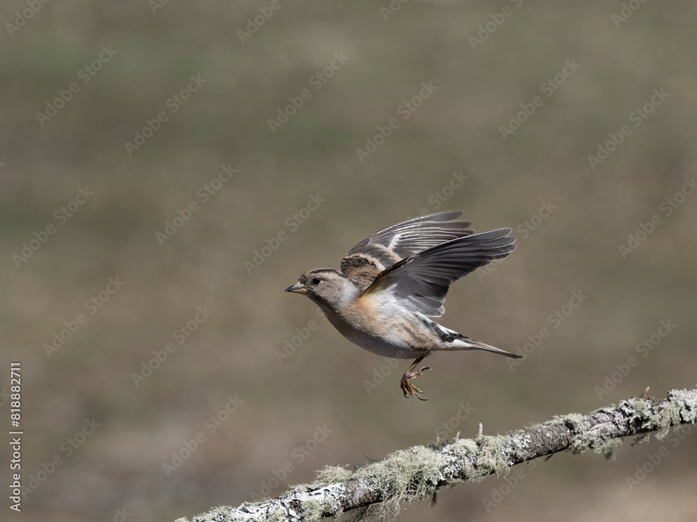Brambling, Fringilla montifringilla Brambling, Fringilla montifringilla