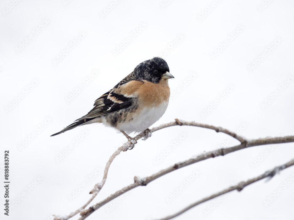 Brambling, Fringilla montifringilla