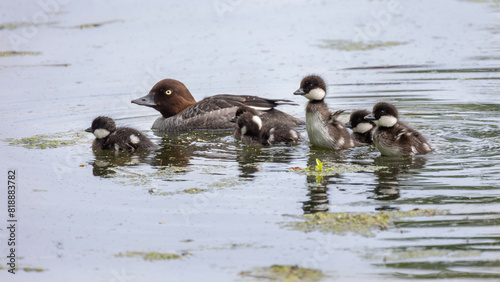 Common goldeneye Duck (Bucephala clangula) swimming in water with ducklings.