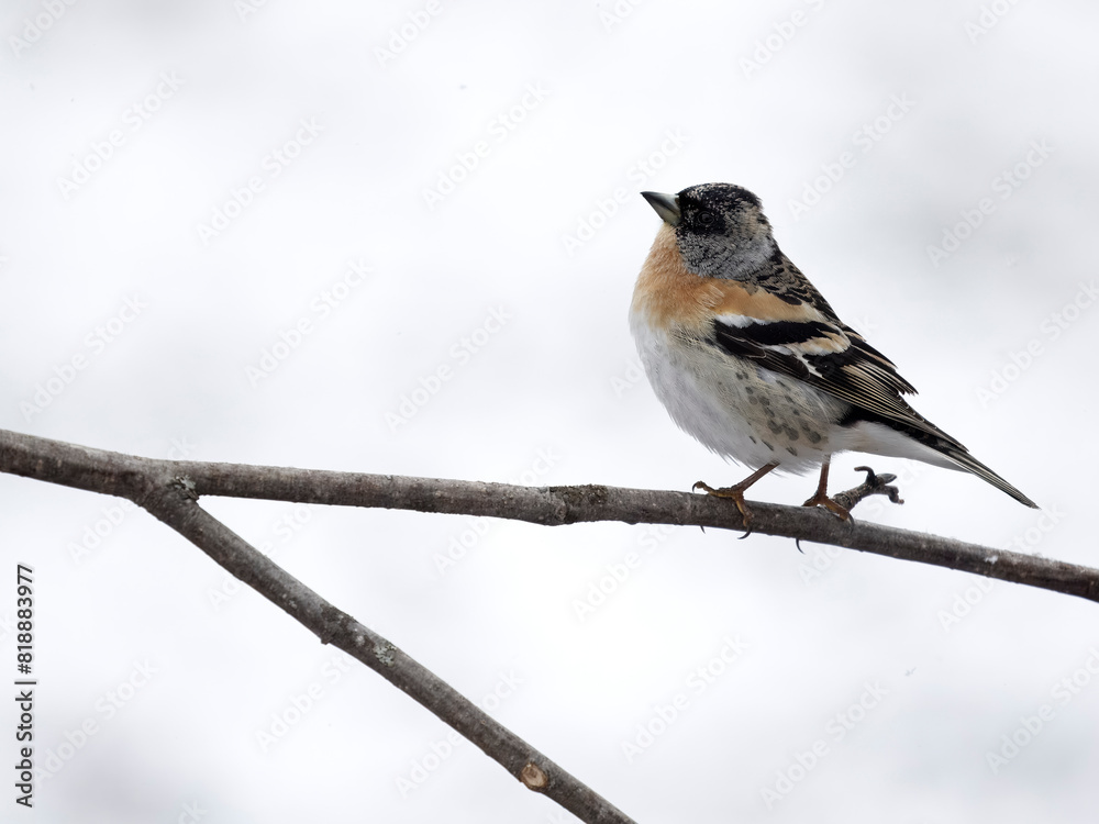 Brambling, Fringilla montifringilla Brambling, Fringilla montifringilla