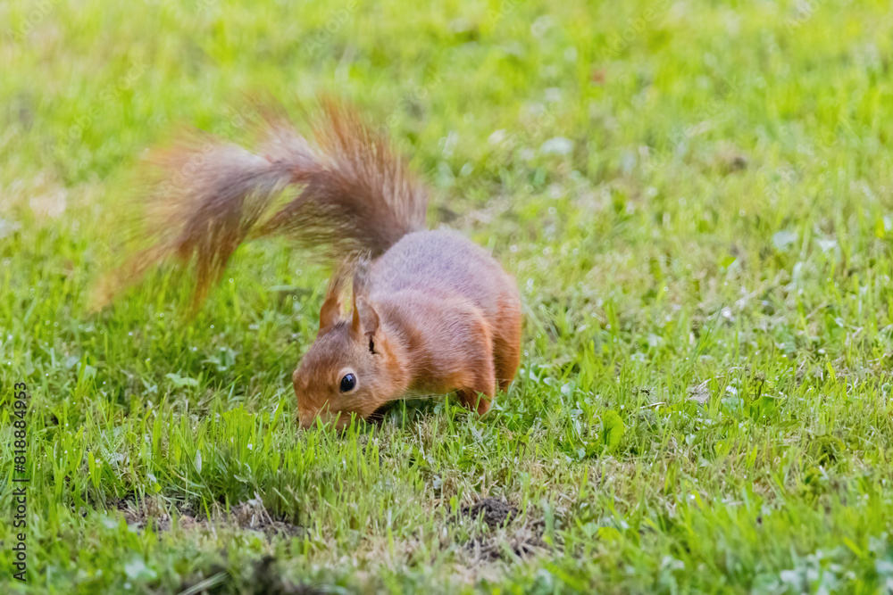 Fototapeta premium A small brown squirrel is walking through a grassy field