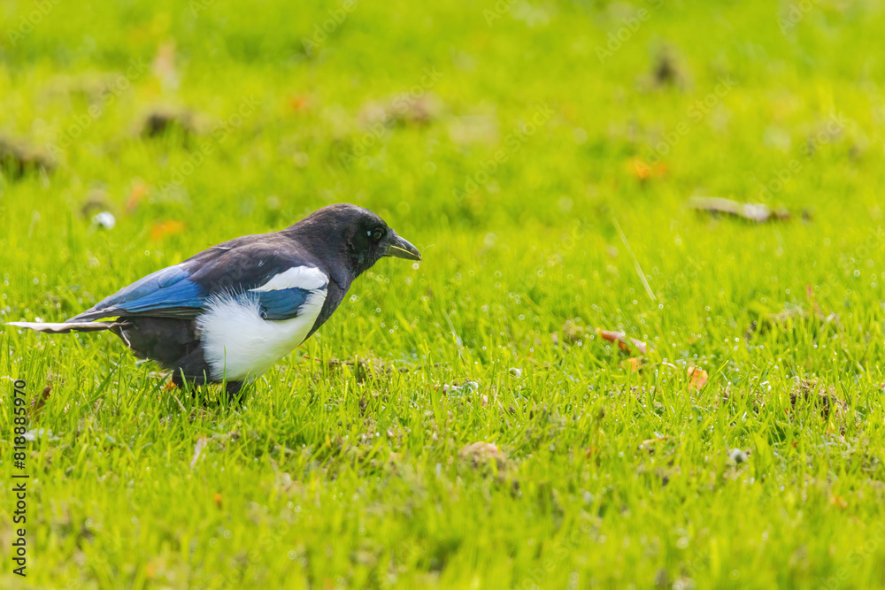 A black and white magpie bird is standing in a green field A black and white magpie bird is standing in a green field