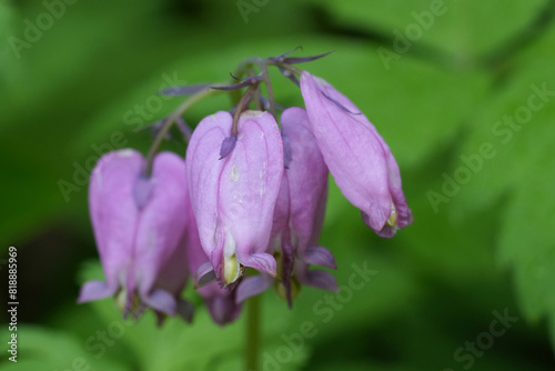 Closeup on the soft purple flowers of the western, wild Pacific bleeding heart, Dicentra formosa photo