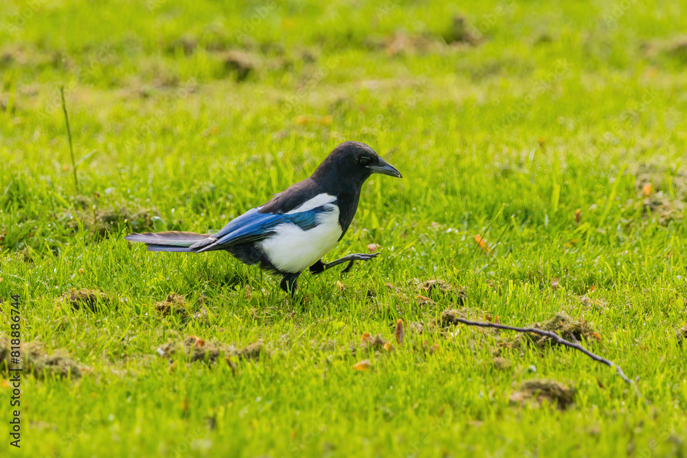 A black and white magpie bird is standing in a green field A black and white magpie bird is standing in a green field