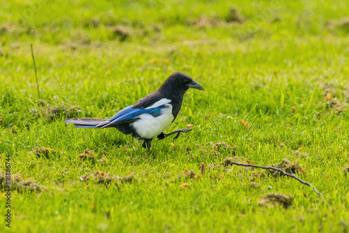 A black and white magpie bird is standing in a green field