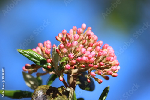 Sweden. Viburnum carlesii, the arrowwood or Korean spice viburnum, is a species of flowering plant in the family Adoxaceae, native to Korea and Japan and naturalised in Ohio, USA.  photo