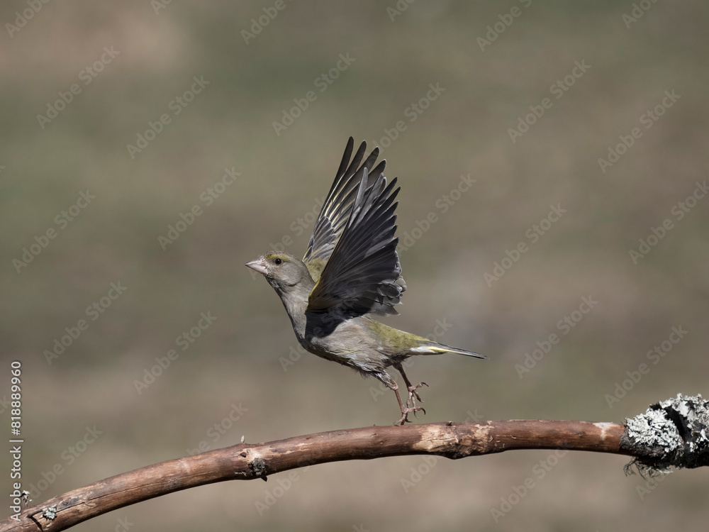 Fototapeta premium Greenfinch, Chloris chloris