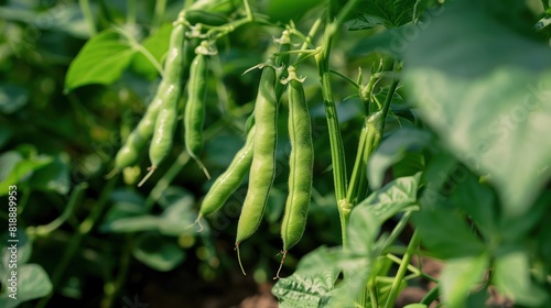 Fresh common bean Phaseolus vulgaris vegetables hanging on branches of green organic farm plant.