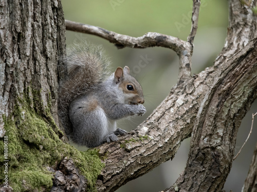 Grey squirrel, Sciurus carolinensis photo