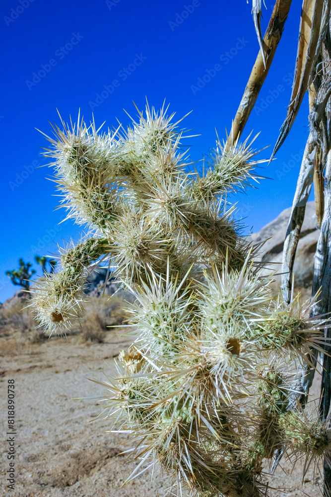 (Cylindropuntia bigelovii) - cactus shape with long silvery spines with rock desert near Joshua Tree NP (Cylindropuntia bigelovii) - cactus shape with long silvery spines with rock desert near Joshua Tree NP