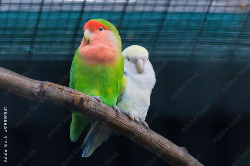 Obraz premium A green and yellow Budgerigar bird is perched on a branch