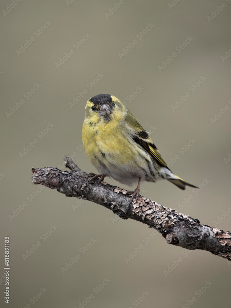 Obraz premium Siskin, Carduelis spinus