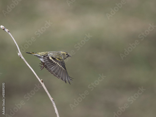 Photos Siskin, Carduelis spinus