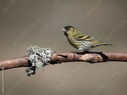 Siskin, Carduelis spinus